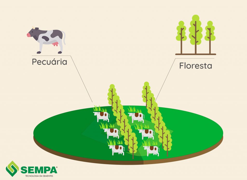 esquema de integração de floresta com pecuária